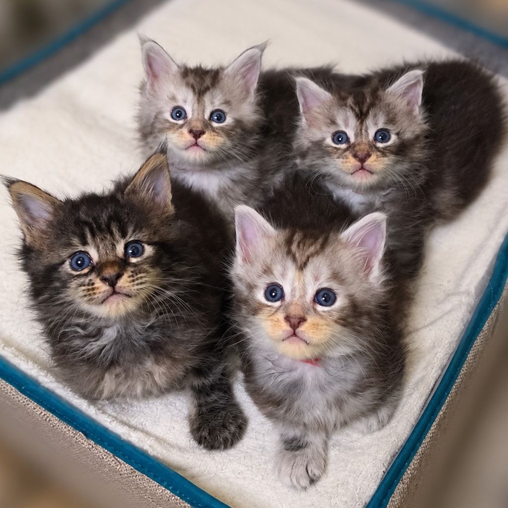 Sneak peek at Ulyssa and Ender’s Maine Coon kittens