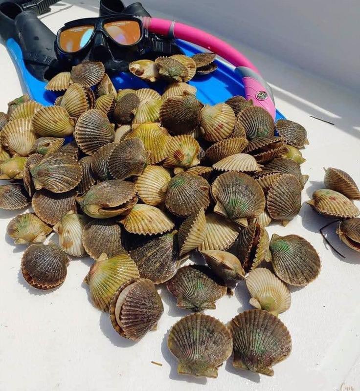 Scallop Season on it's Way