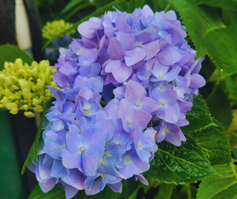 Hydrangea
