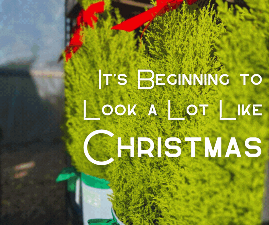It's Beginning to Look a Lot Like Christmas