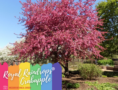 Royal Raindrops Crabapple