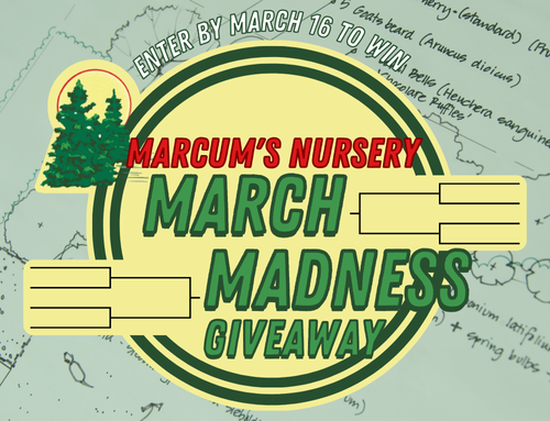 March Madness Giveaway