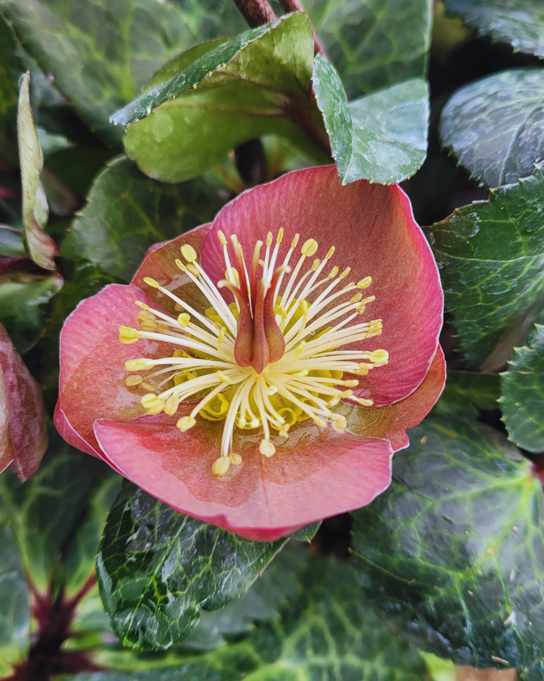 Hellebore