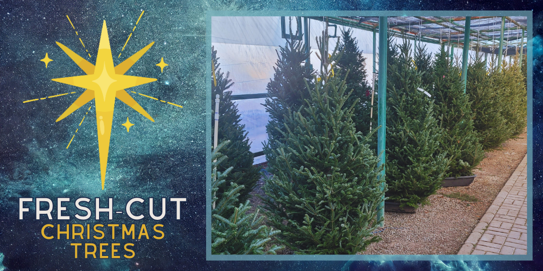 Fresh-Cut Christmas Trees