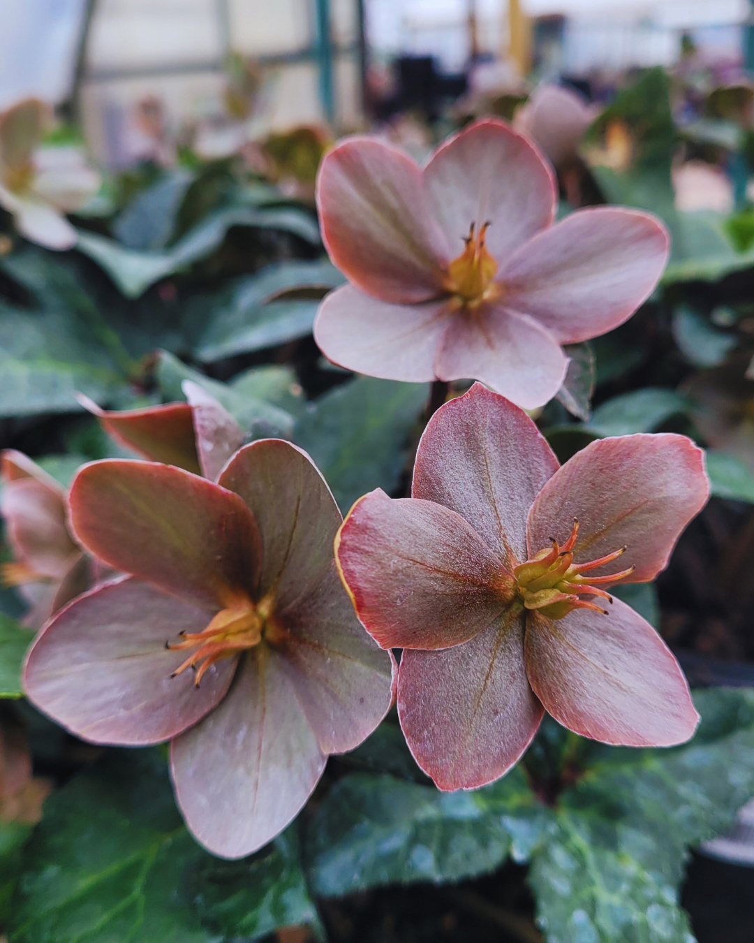 Hellebore