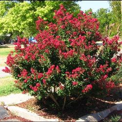 Victor Crape Myrtle