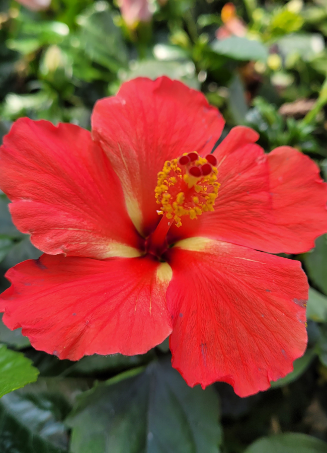 Tropical Hibiscus