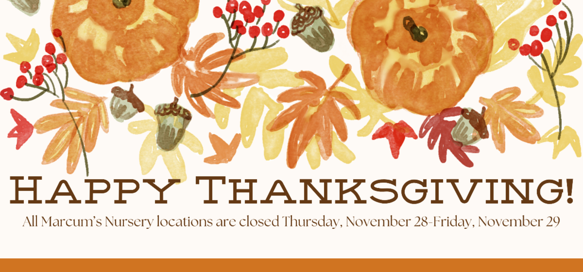 Happy Thanksgiving!
