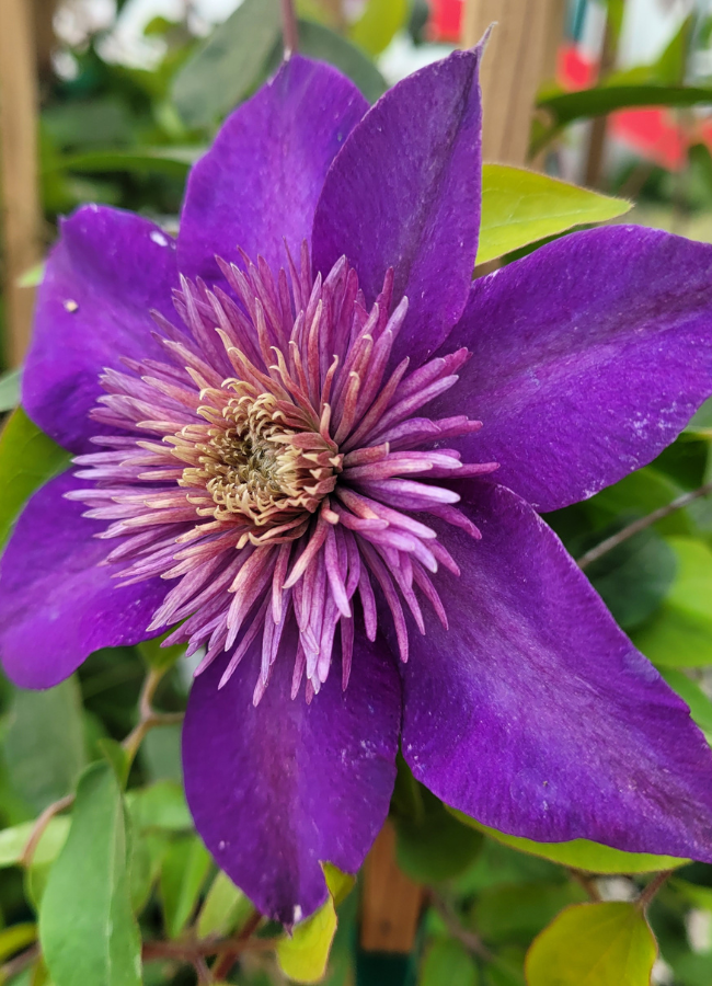 Clematis