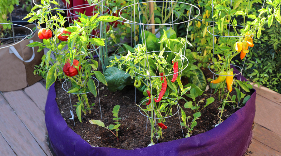 Marcum's Nursey & SmartPot "Rise Above the Ordinary: A Workshop on the Benefits and Best Practices of Raised Bed Gardening"