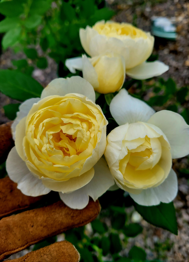 David Austin Rose