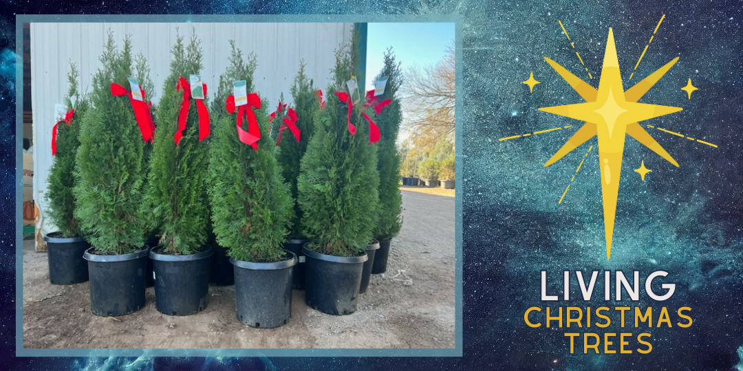 Living Christmas Trees