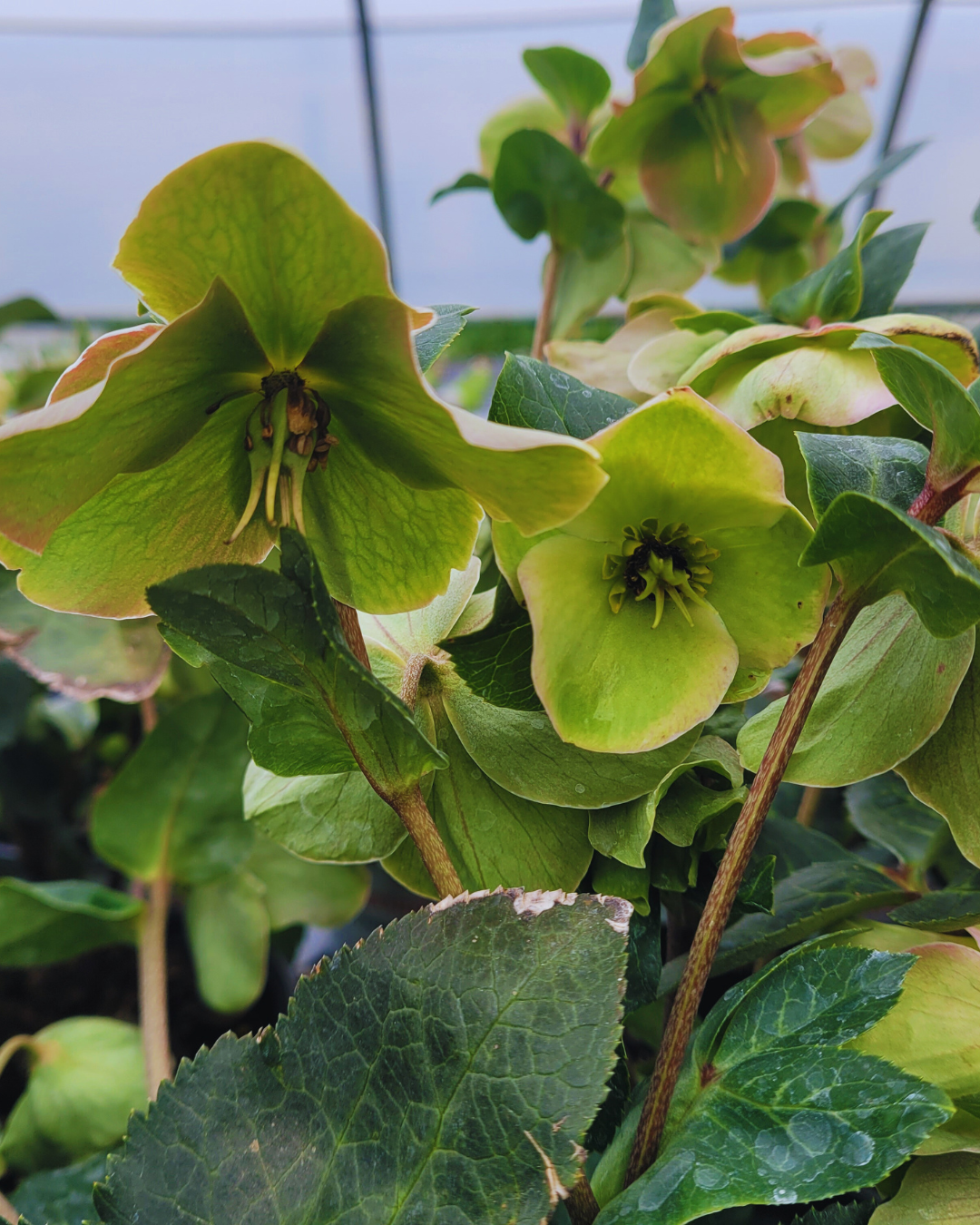 Hellebore