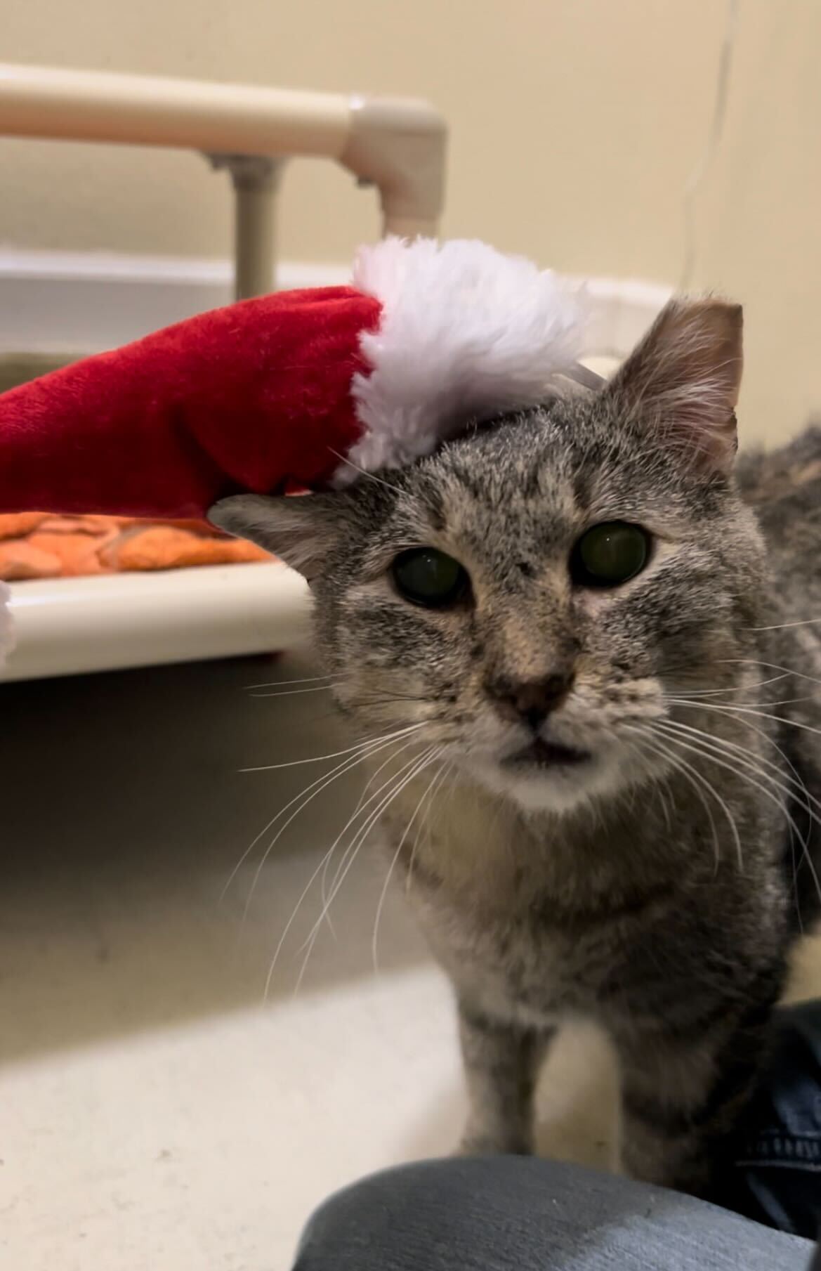 Wild Blue Cats! November 2023 Adoption Specials