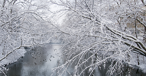 winter trees over river