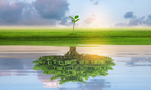 large tree reflected in the water with only a small tree sprout on the ground