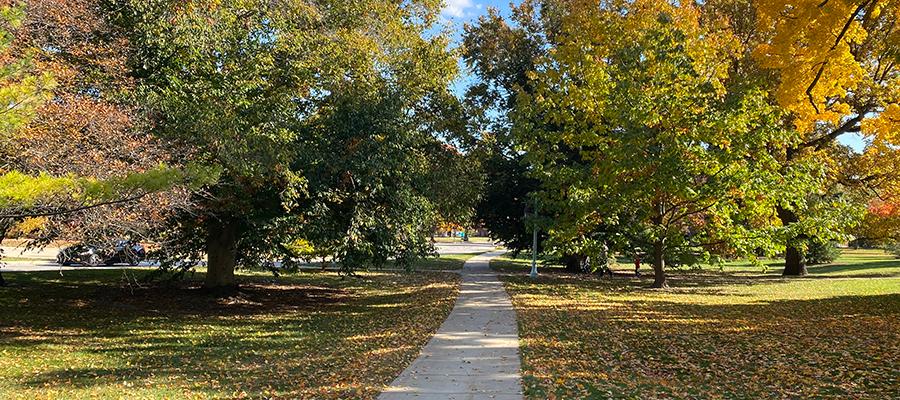 colorful leaves and trees near a winding sidewalk