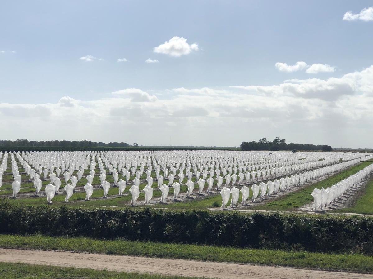 Happy New Year from Tree Defender! New product info & more!