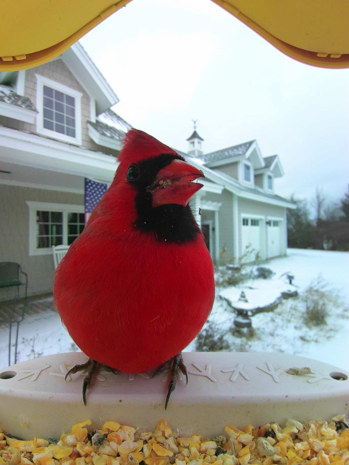 Male northern cardinal