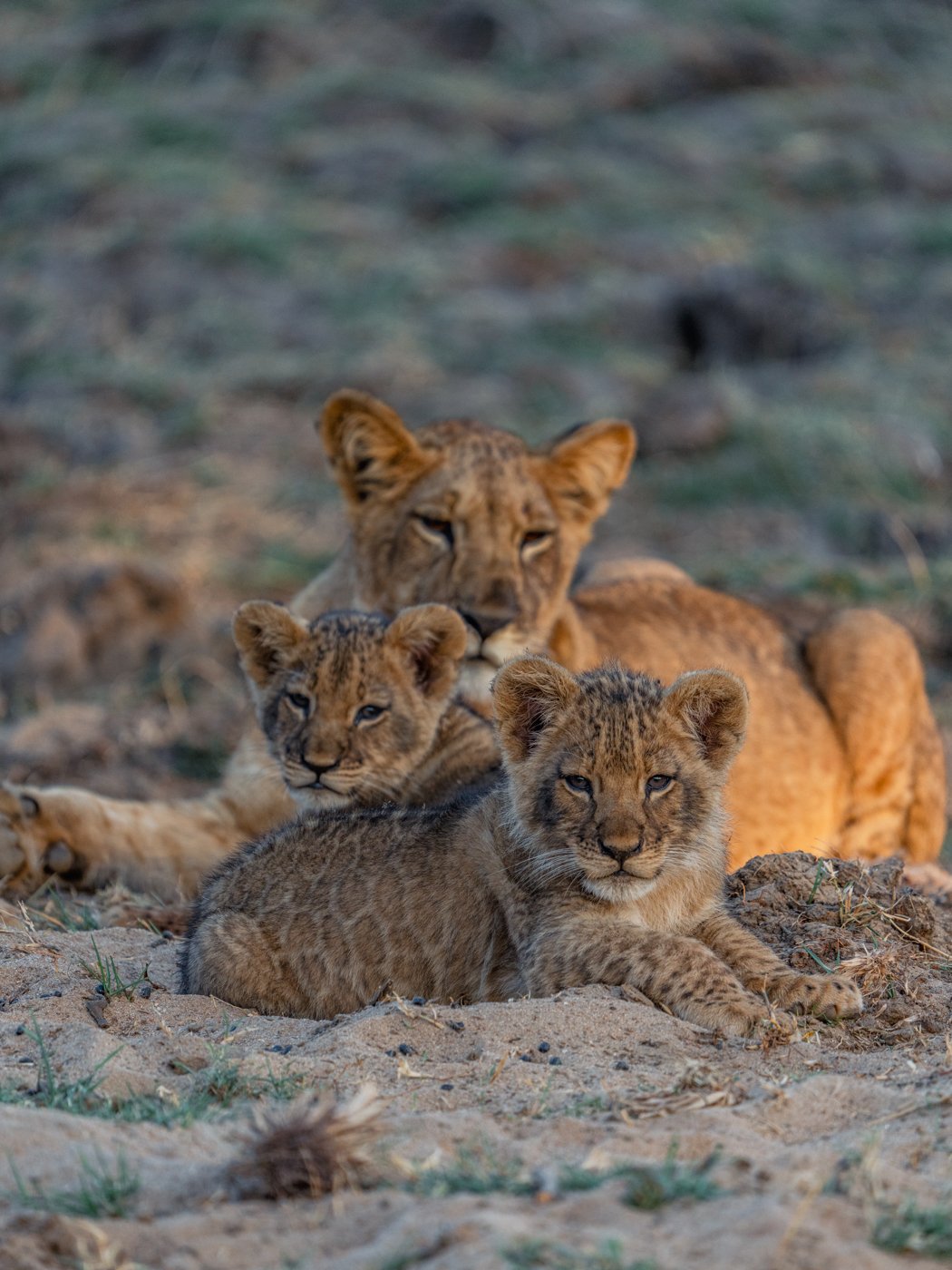 Anabezi