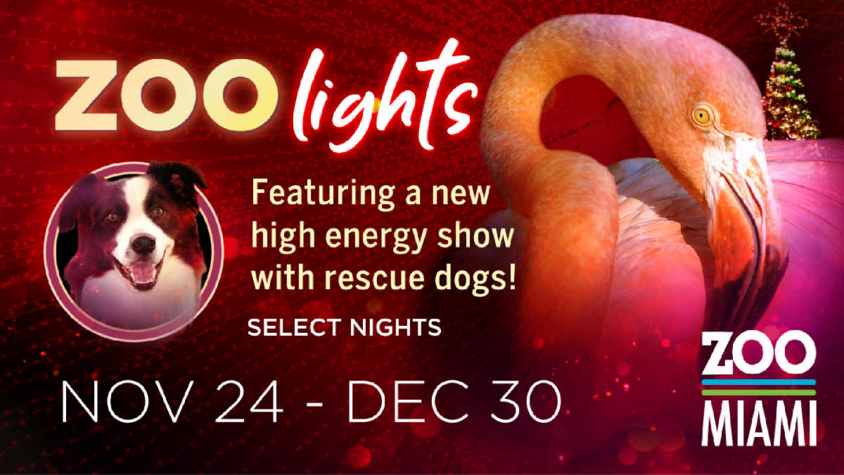 Zoo Lights Opens on November 24! Zoo Miami