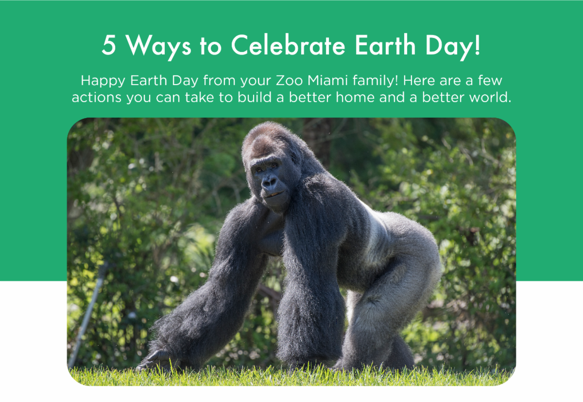 Five Ways to Celebrate Earth Day! Zoo Miami