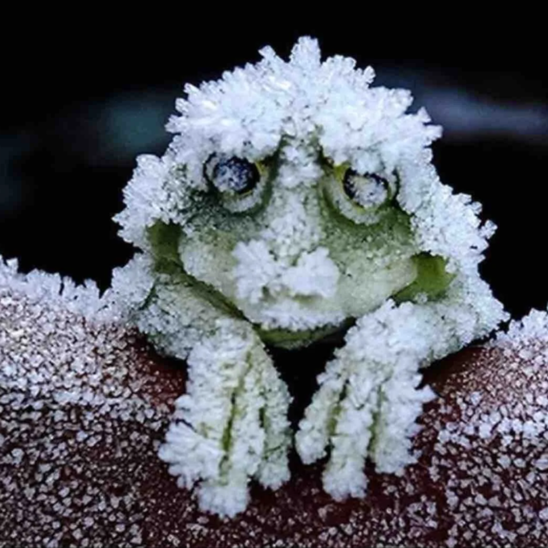 frozen_frog_p1.png