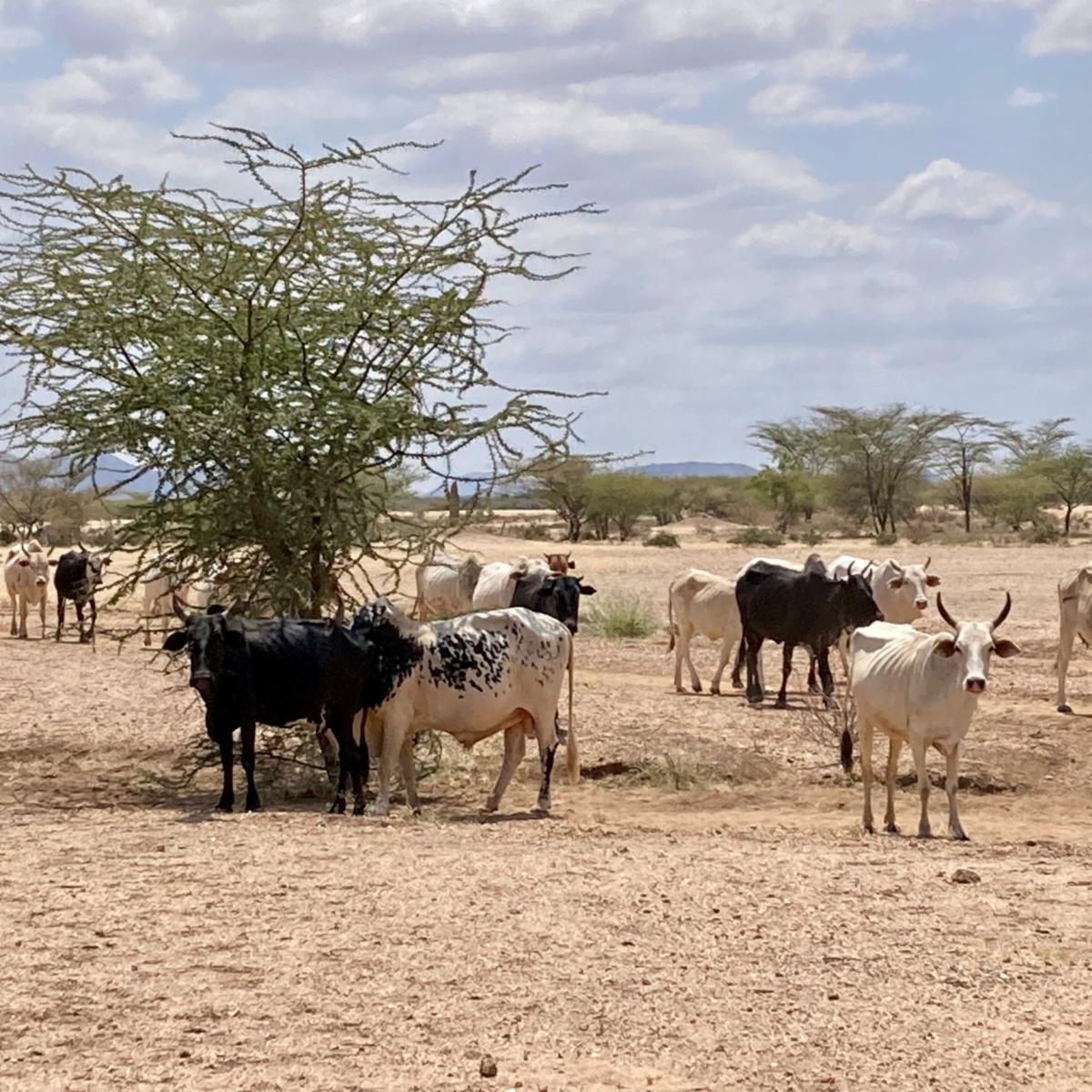 Domestic cattle turkana