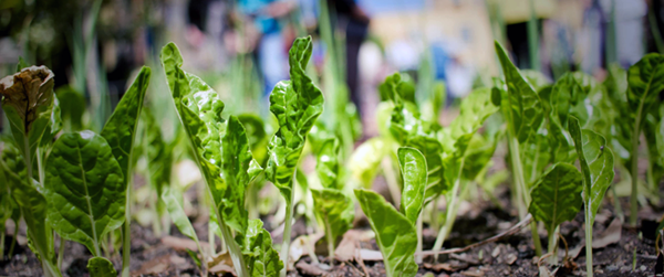 close-up of plants growing with people in backgroung
