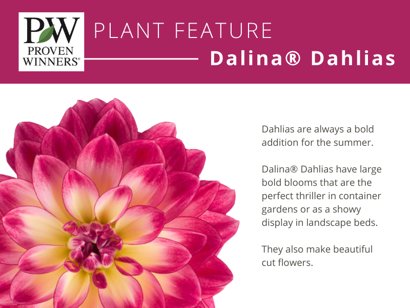 Best Selection of Annuals from Proven Winners