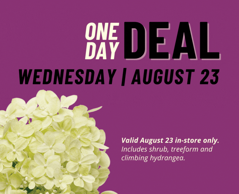 One Day Deal Online Sale