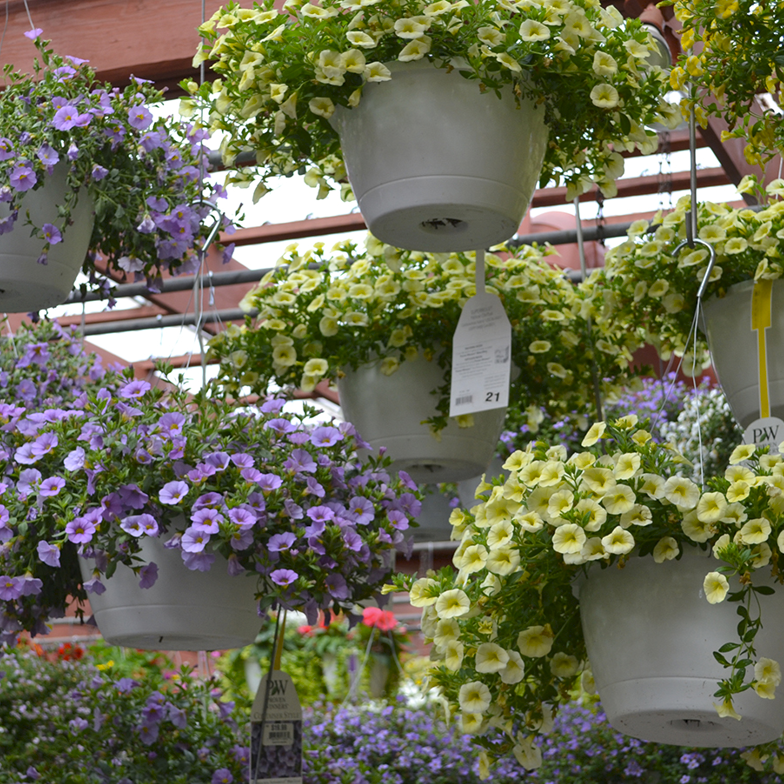 Best Selection of Annuals from Proven Winners