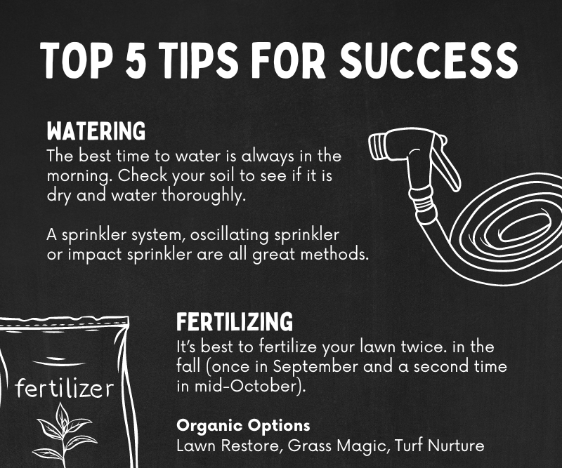 fall-lawn-care-101