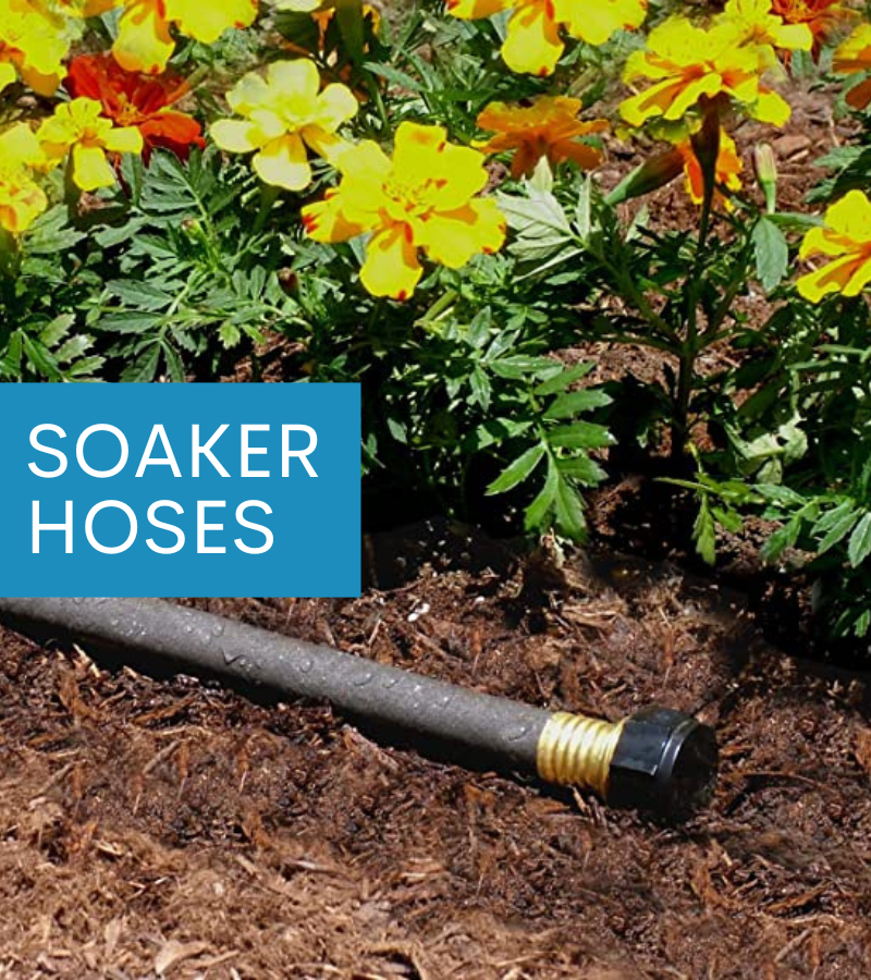 Sunday Care Tips Evergreens, Trees & Shrubs 🌳