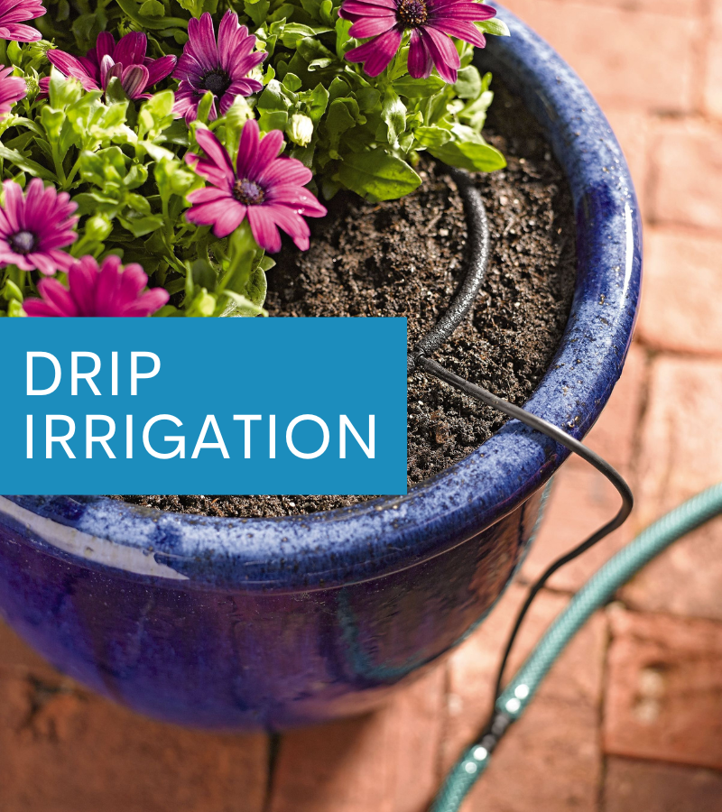 Sunday Care Tips Evergreens, Trees & Shrubs 🌳