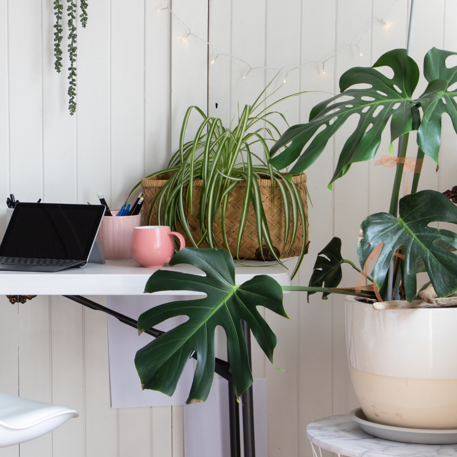 What House Plants Needs Right Now