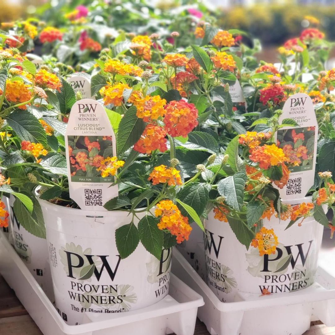 Best Selection of Annuals from Proven Winners