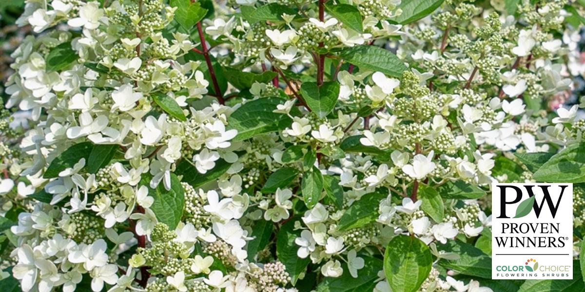 Hydrangea Blooming Tips