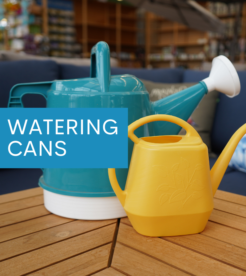 Sunday Care Tips Evergreens, Trees & Shrubs 🌳