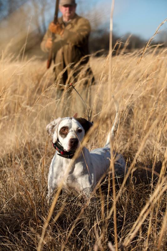 A Day Quail Hunting in Mississippi.