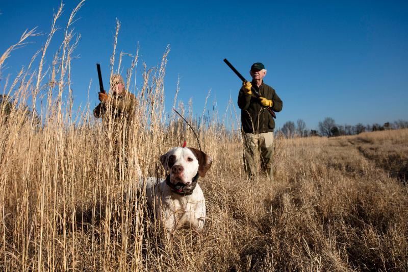 A Day Quail Hunting in Mississippi.