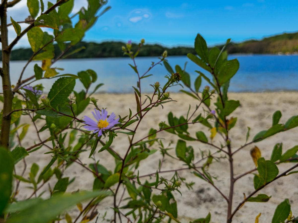 Green vegetation in the forground with a purple flower and a sandy pond in the background