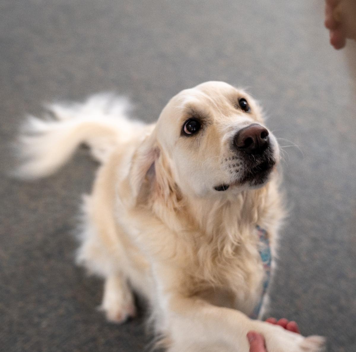 London a white golden retriever is lifting their paw for a treat