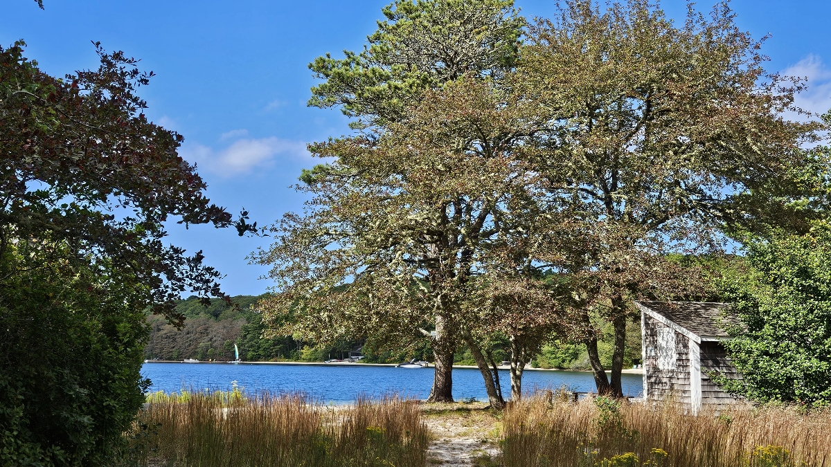 A pine tree at the end of a sandy path toward a pond with blue water and blue skies.