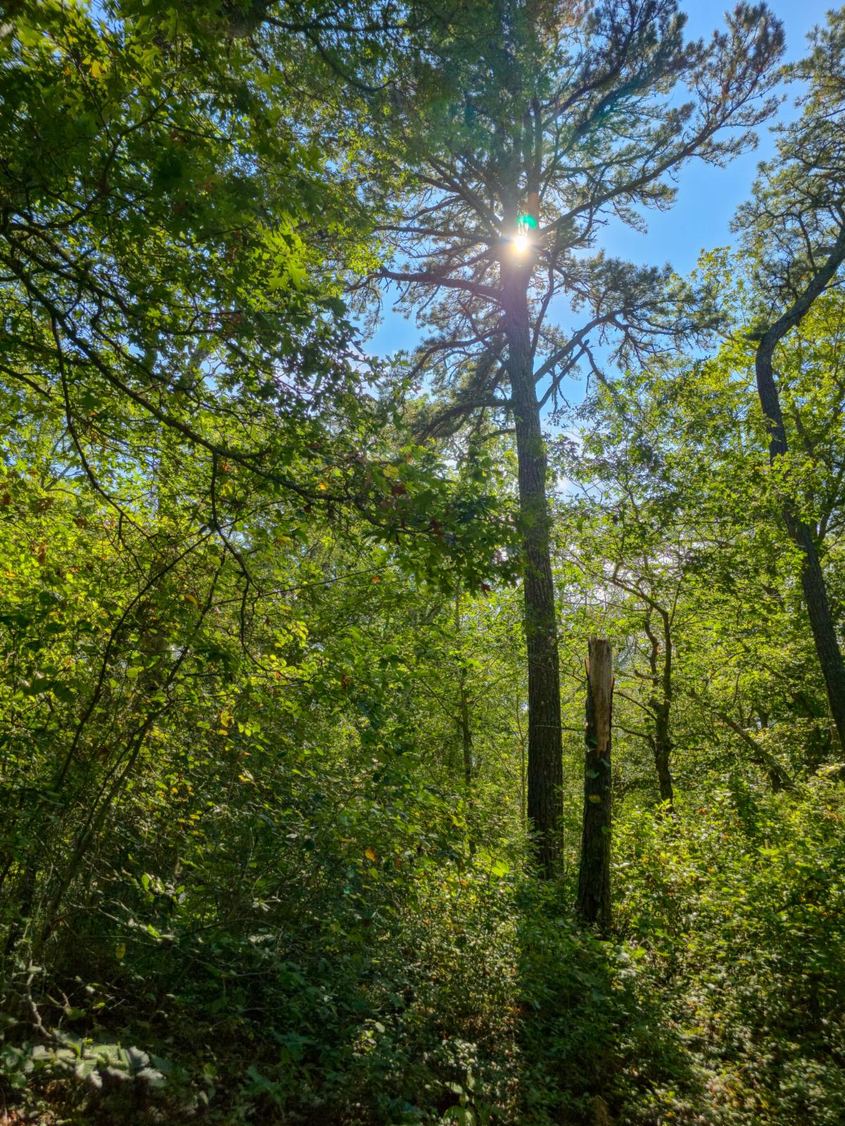 Green woods of the northeast with the sun shining through the crown of a pine tree
