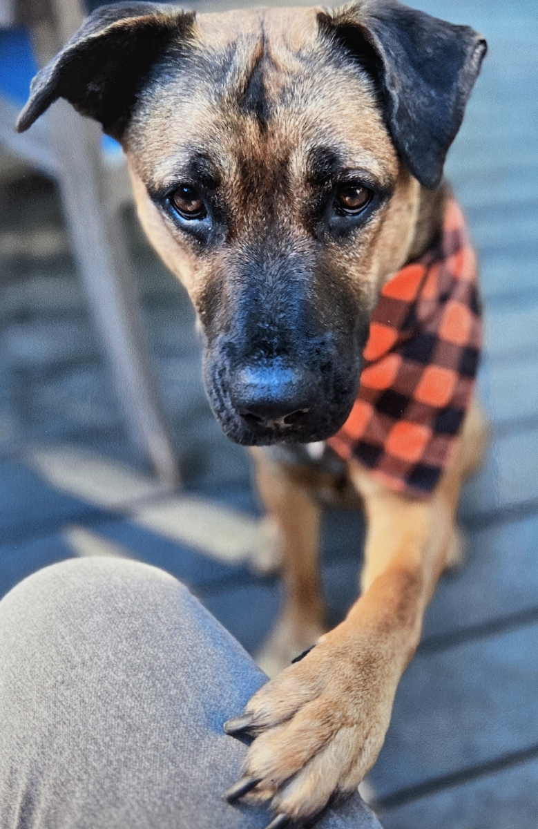 Mango Brewster's 2025 Top Dog is tan with a brown tipped ears and snoot mango is wearing an orange and black checker bandana with a paw outstretched.