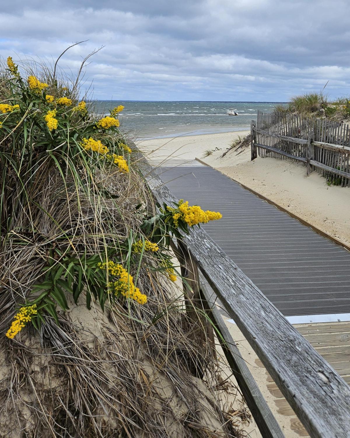 A path between sand dunes meant for all access there are yellow flowers on the side of the path