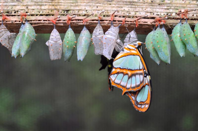 rows_of_butterfly_cocoons.jpg