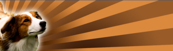 doggie-beacon-header.jpg
