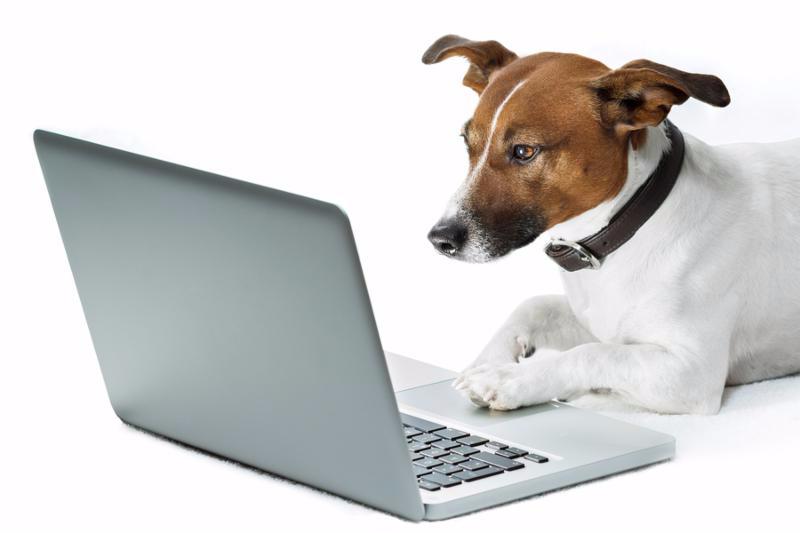 Dog surfing the internet with  a computer